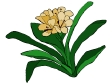 Kafir Lily.gif